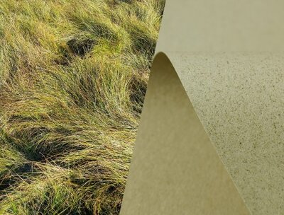 DC2020_6_grass